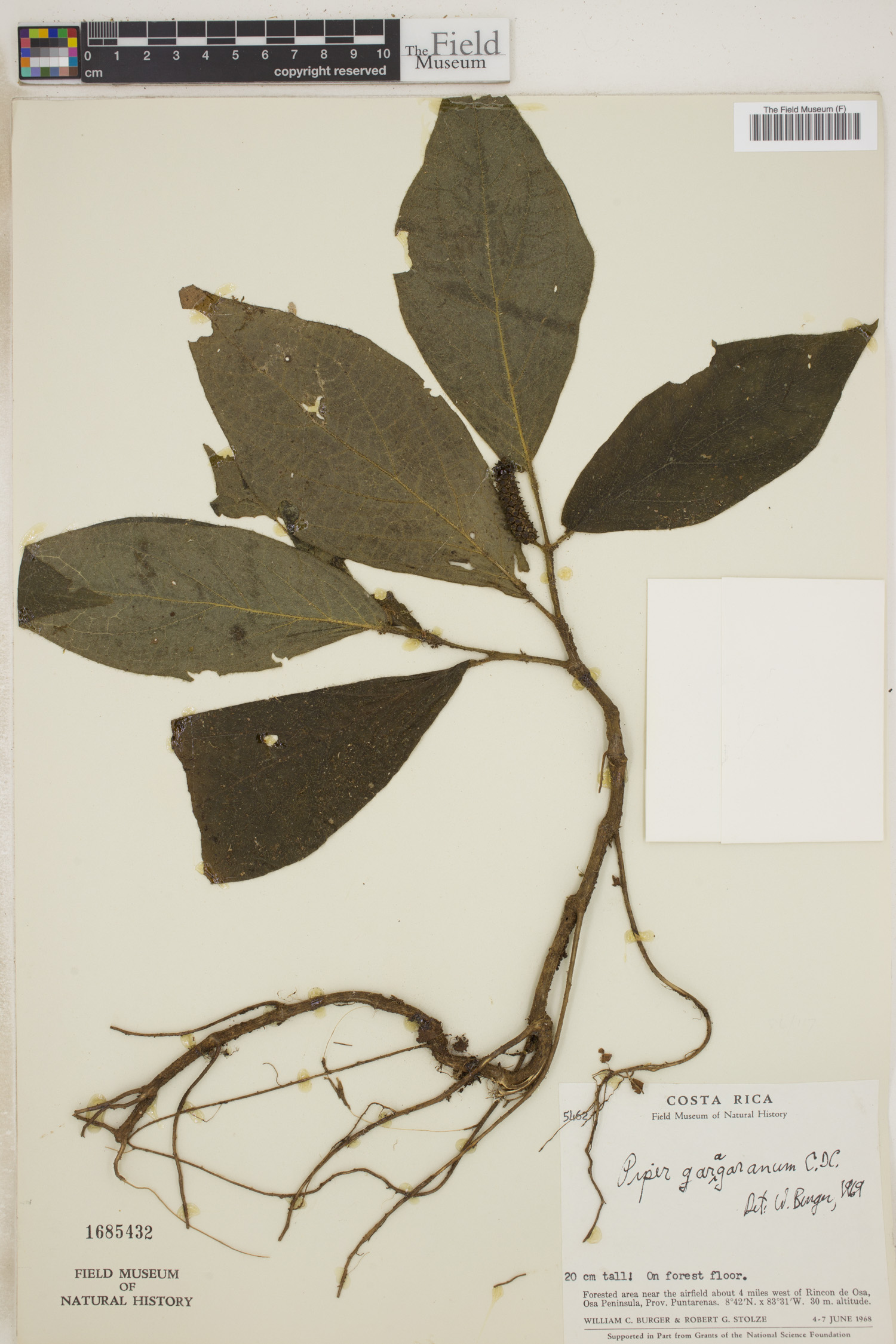 Piper garagaranum image