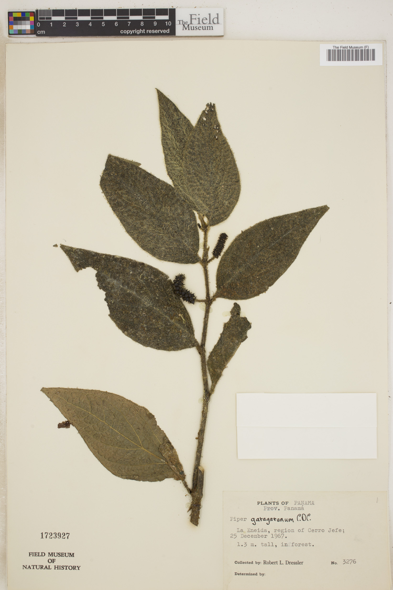 Piper garagaranum image