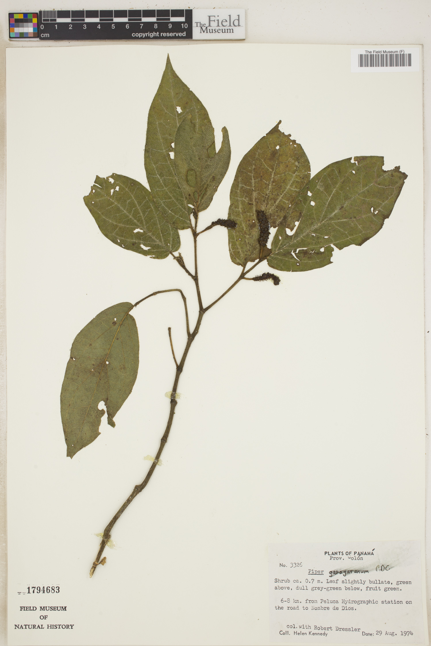 Piper garagaranum image