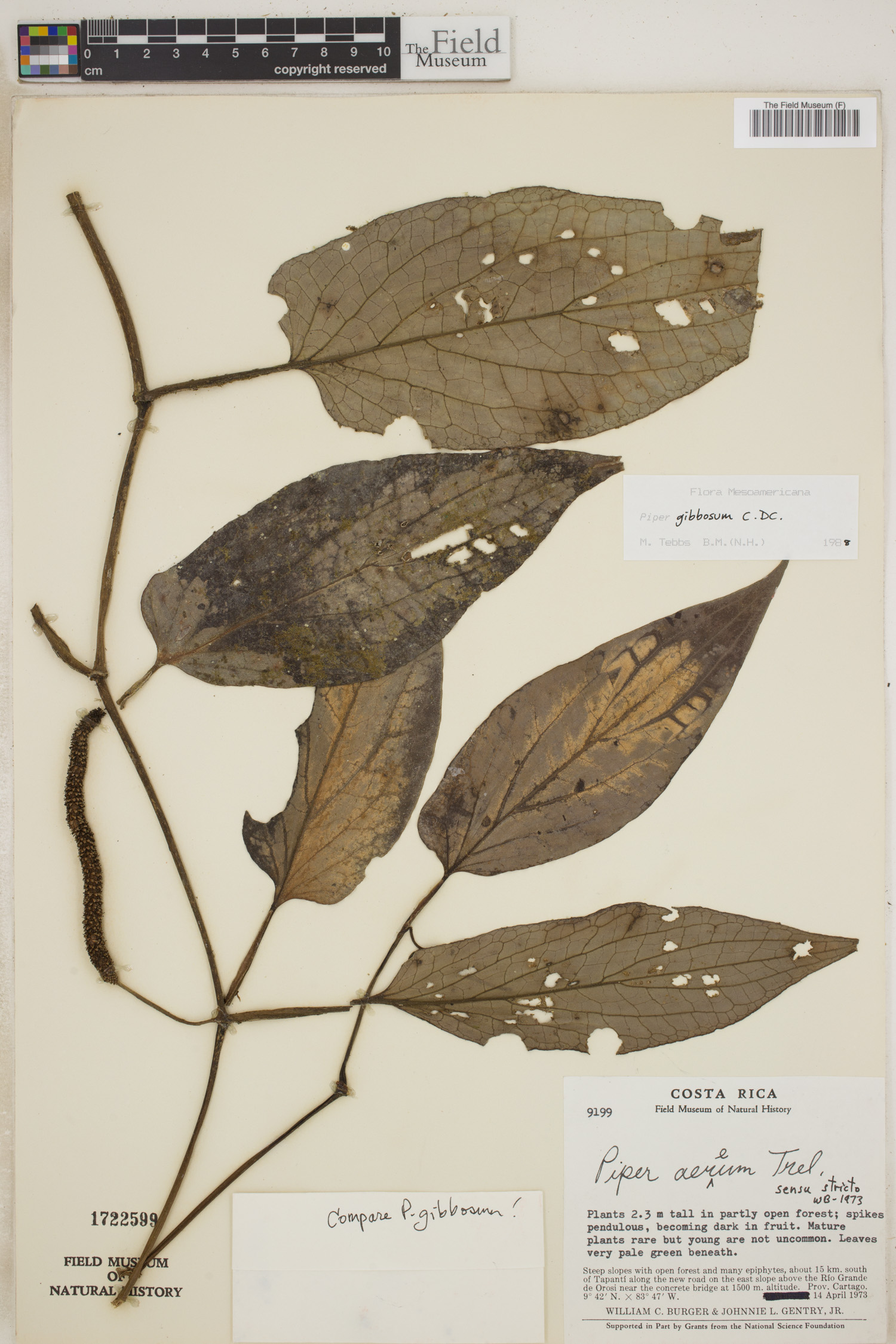 Piper gibbosum image