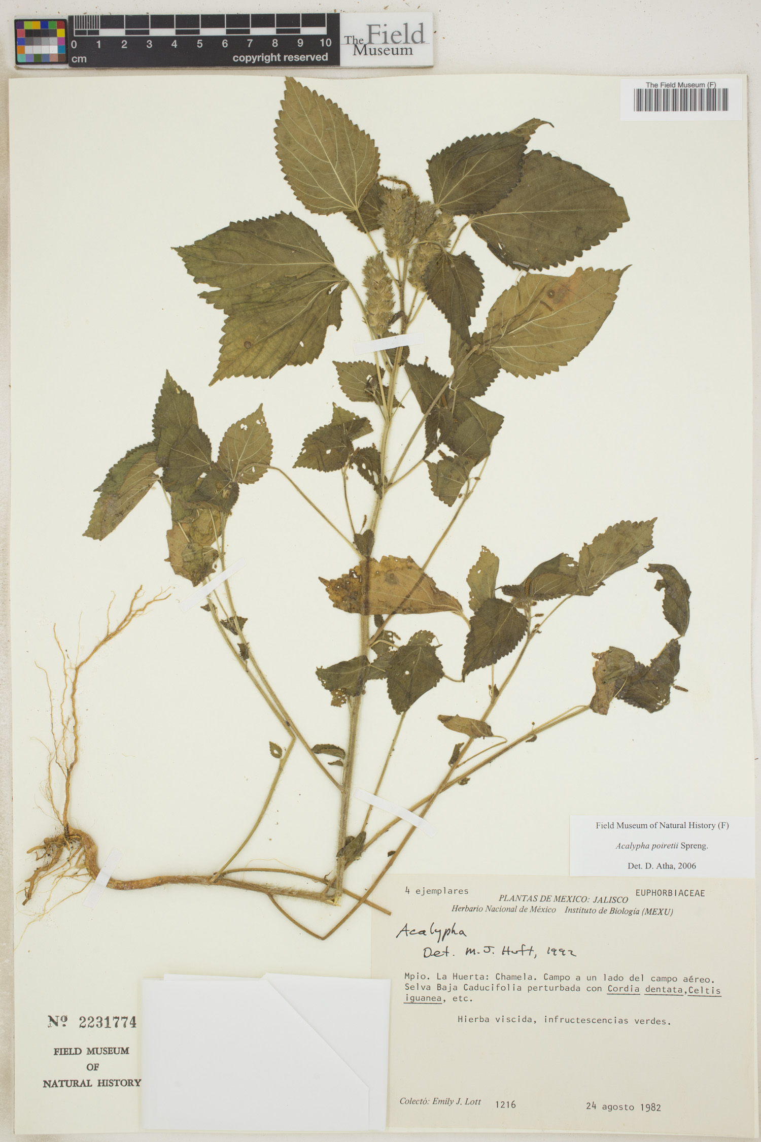 Acalypha poiretii image