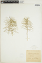 Equisetum pratense image