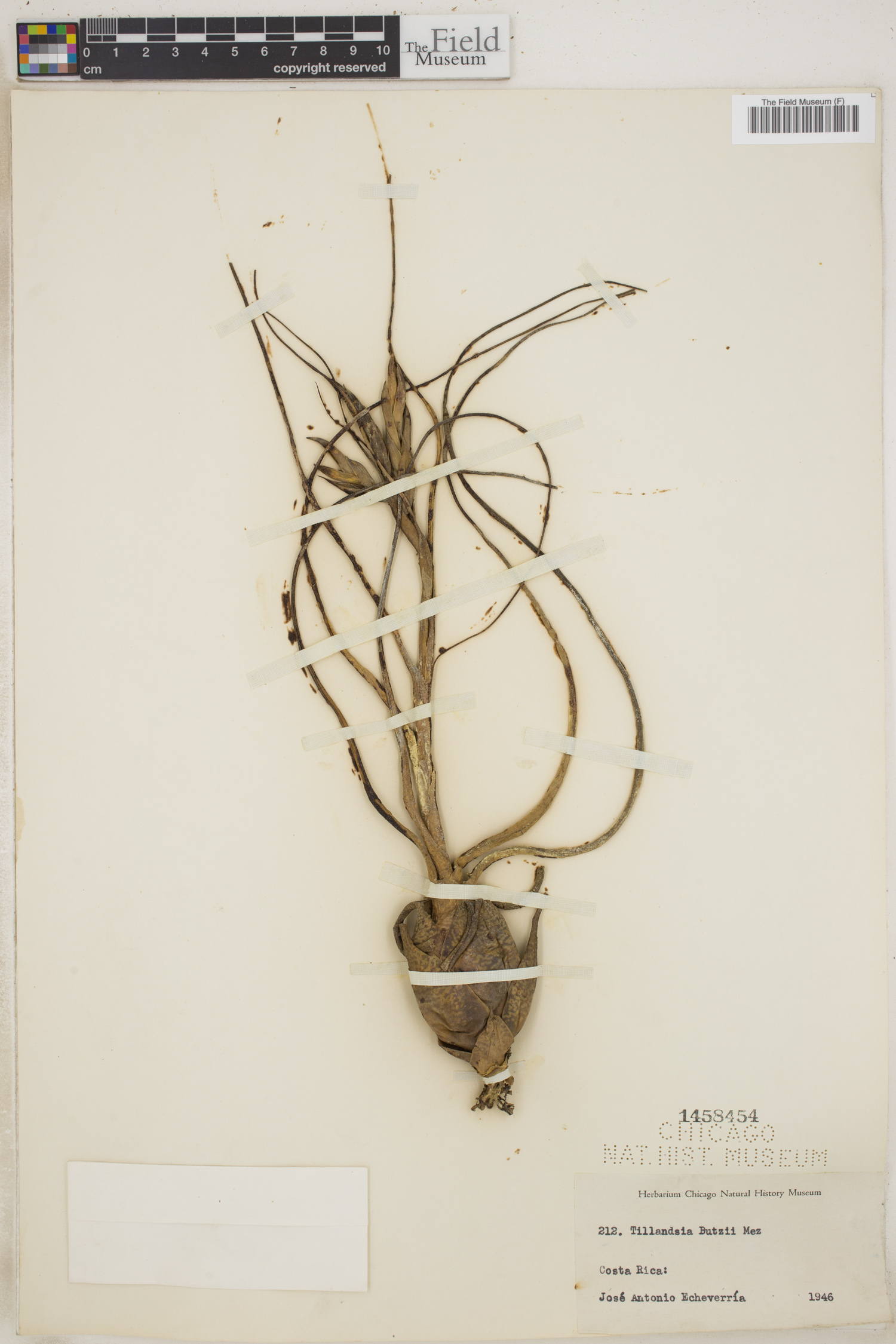 Tillandsia butzii image