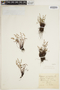 Asplenium alternifolium image