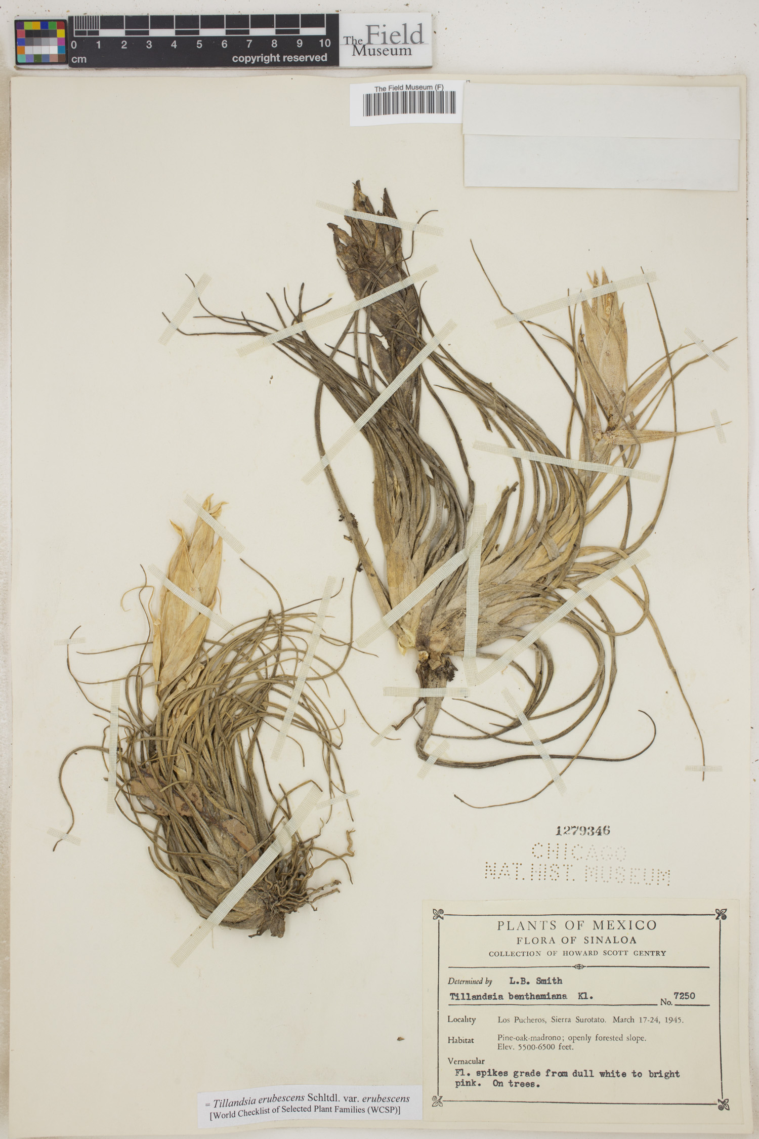 Tillandsia erubescens var. erubescens image