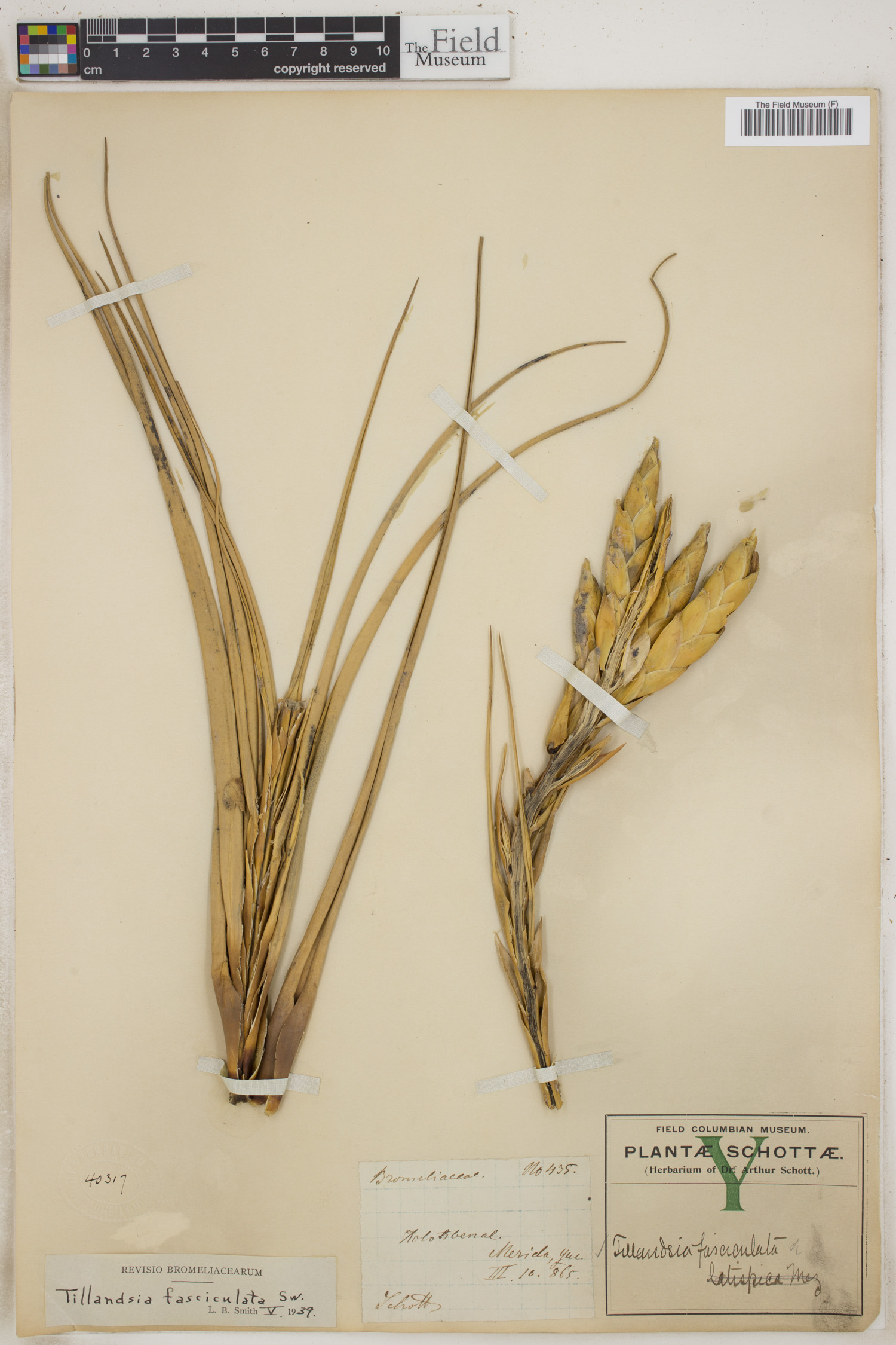 Tillandsia fasciculata image
