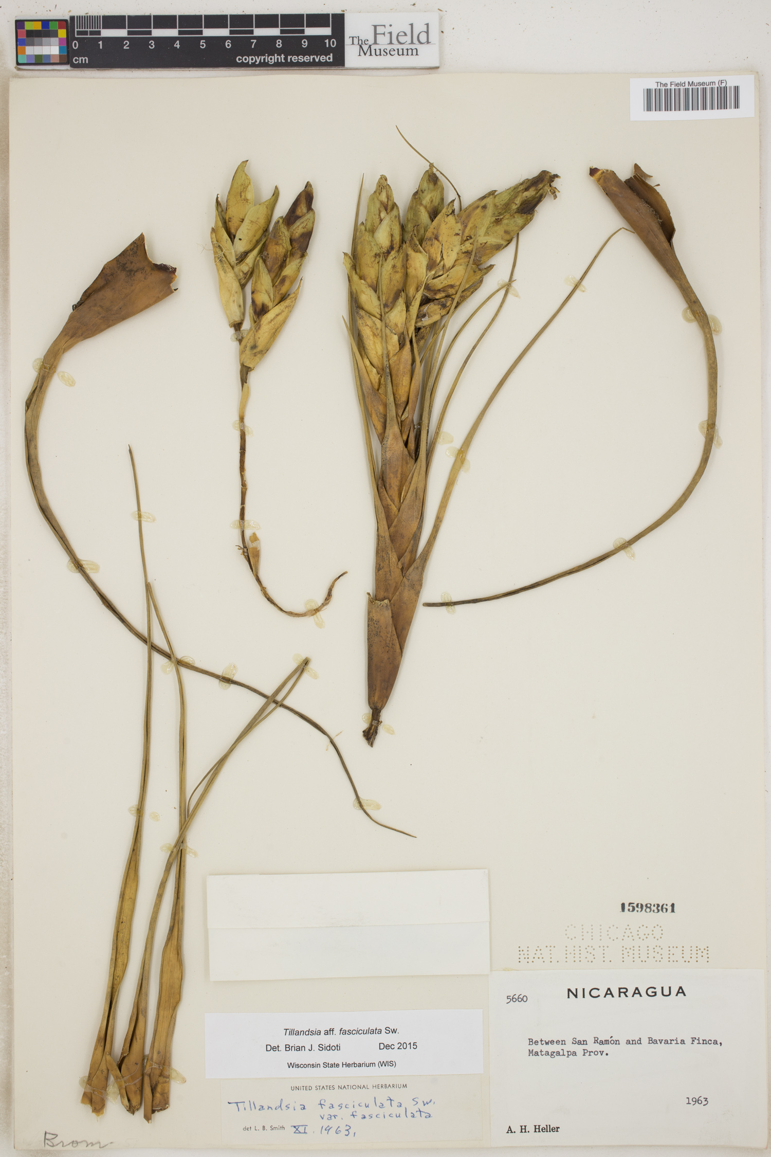 Tillandsia fasciculata image