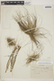 Tillandsia festucoides image