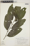 Piper hispidum image
