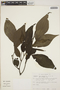 Piper hispidum image