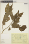 Piper hispidum image
