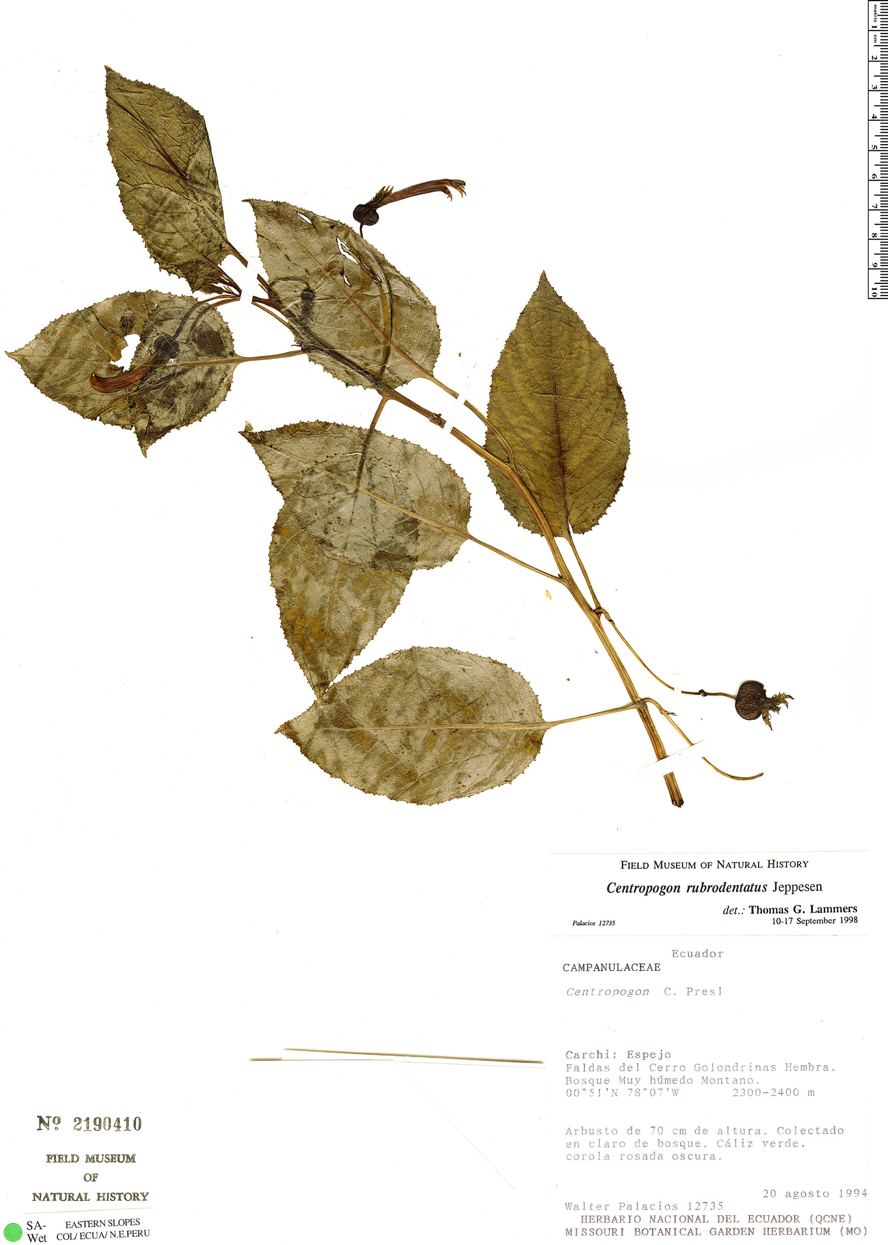 Centropogon rubrodentatus image