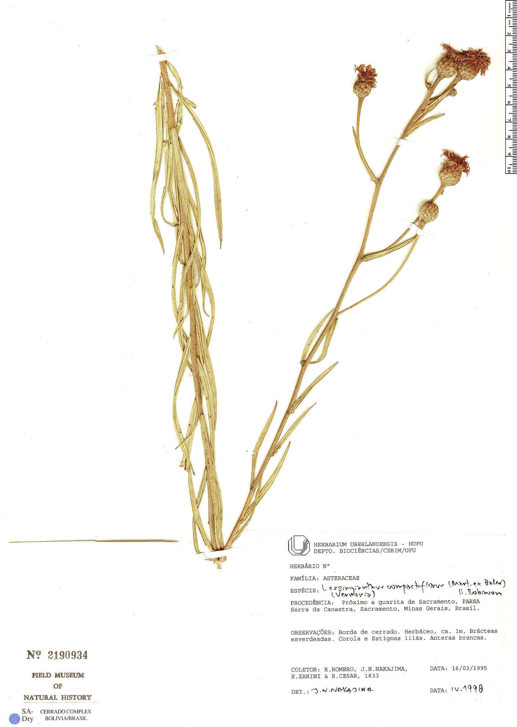 Lessingianthus compactiflorus image