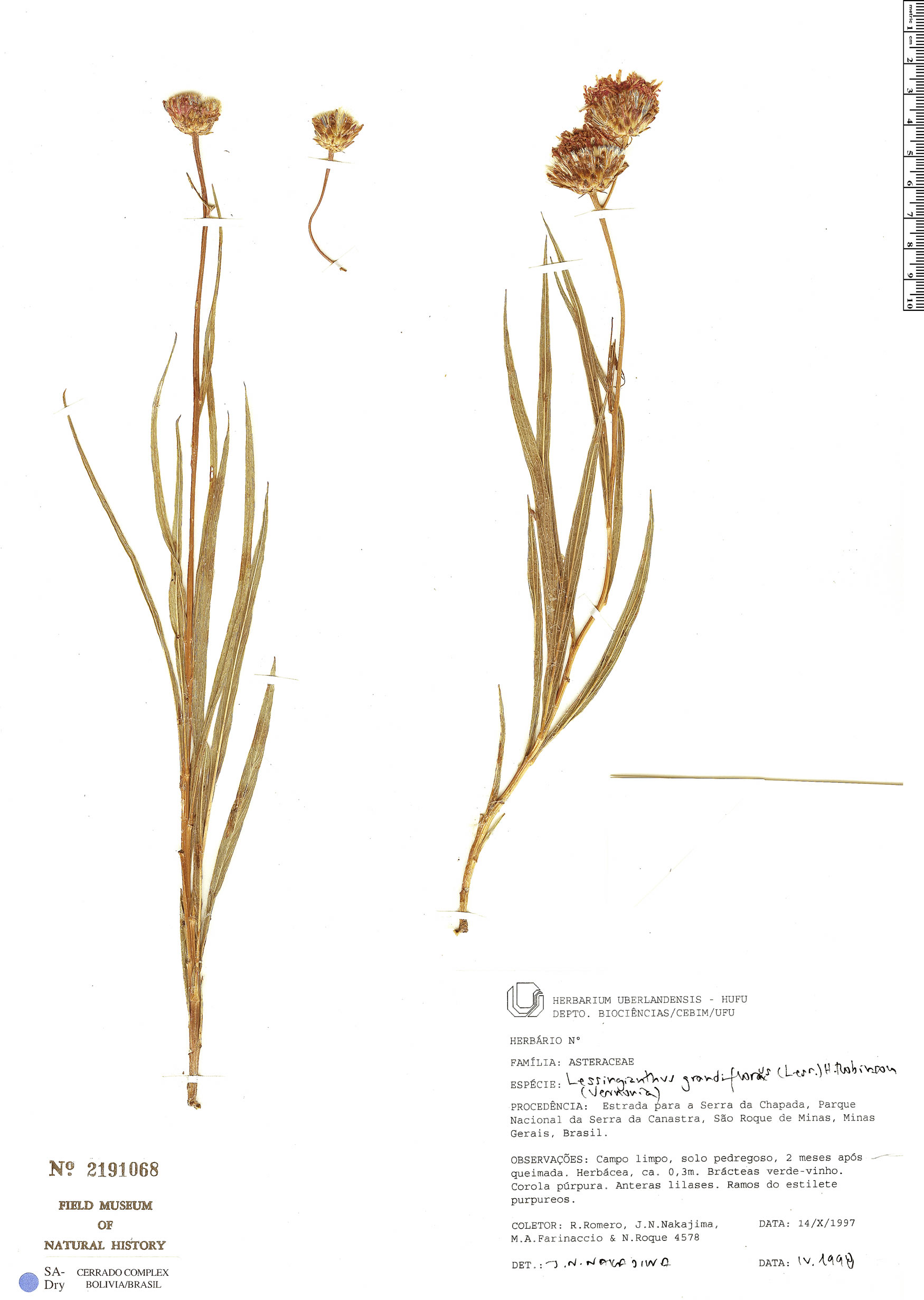Lessingianthus grandiflorus image