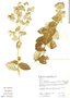 Lessingianthus lacunosus image