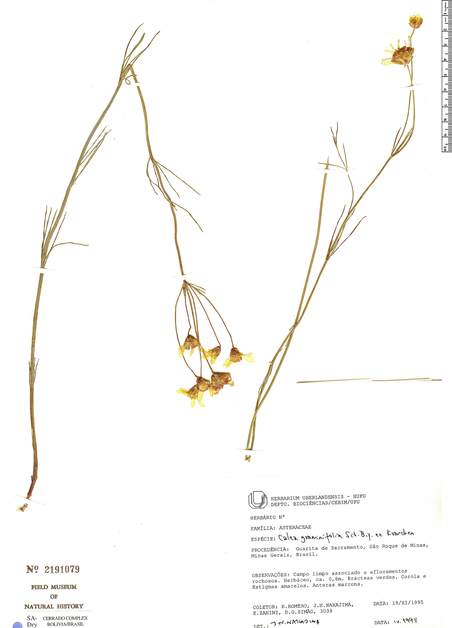 Calea graminifolia image