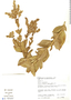 Mikania oblongifolia image