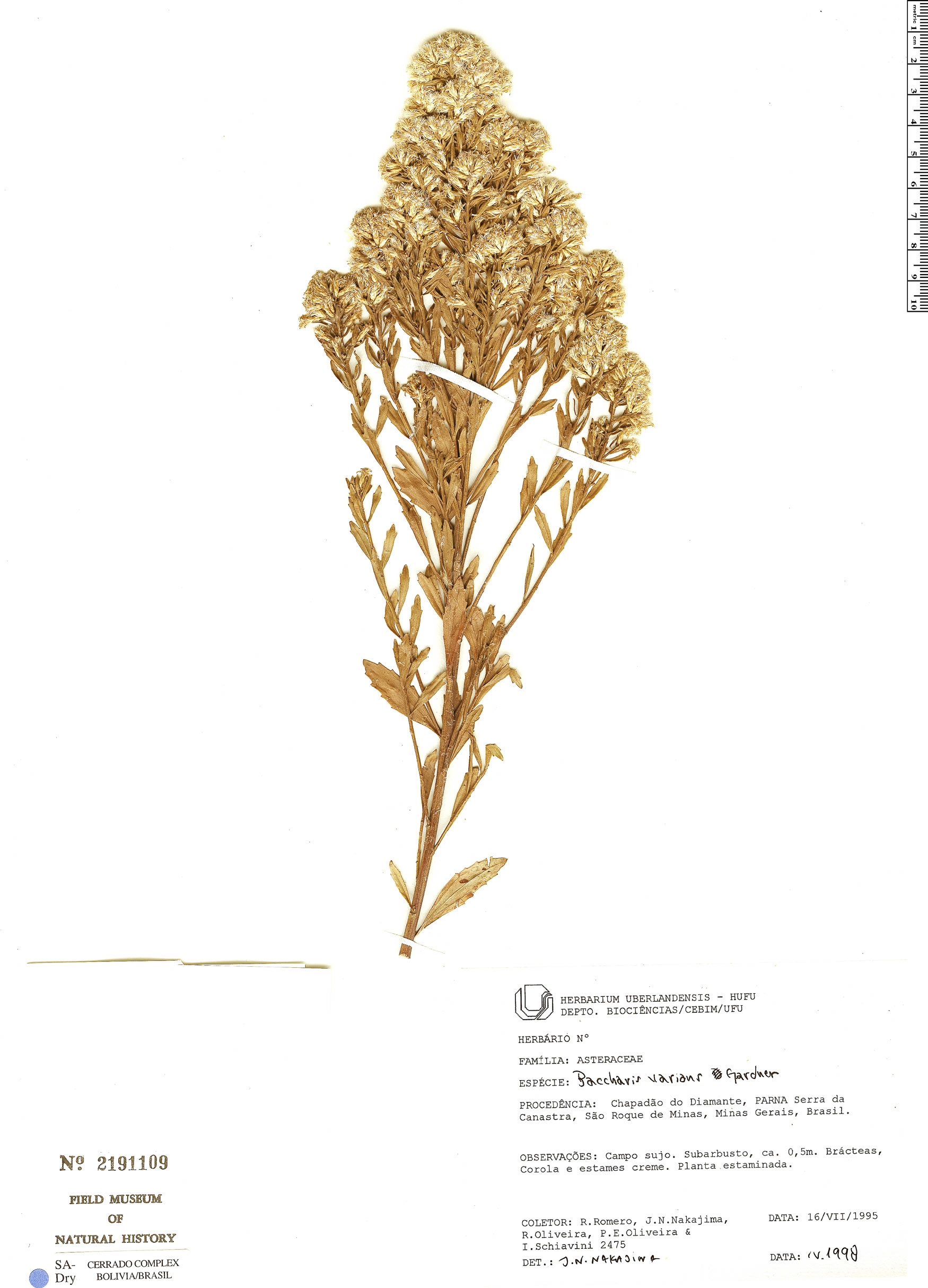 Baccharis varians image