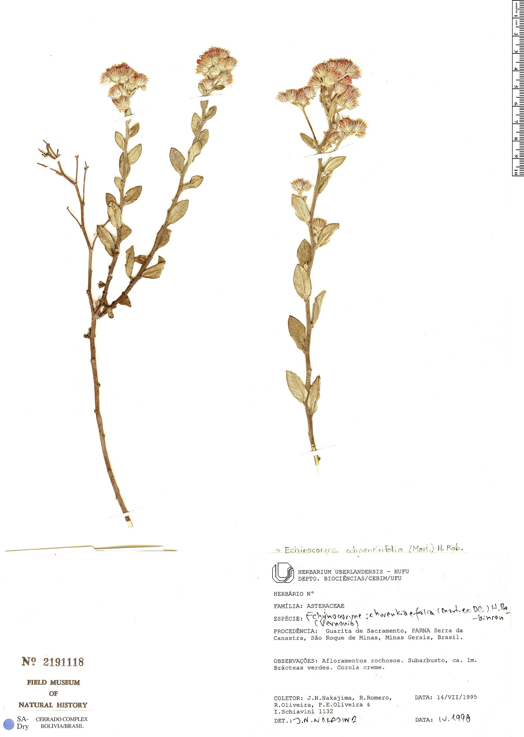 Echinocoryne schwenkiifolia image