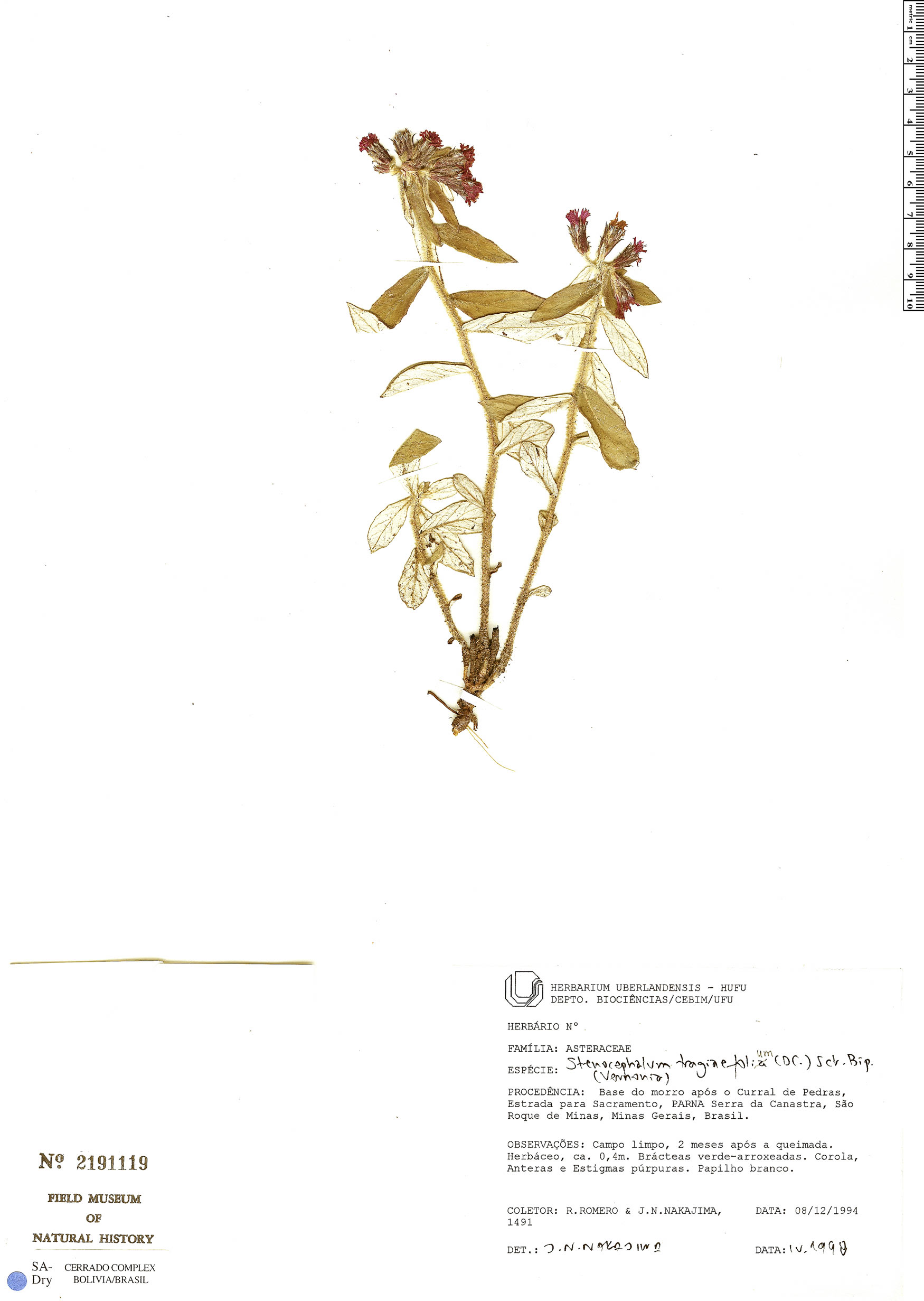 Stenocephalum tragiifolium image