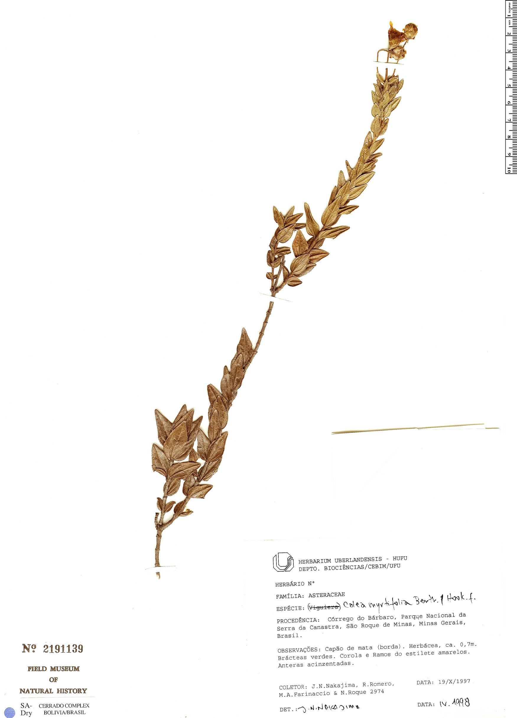 Calea myrtifolia image