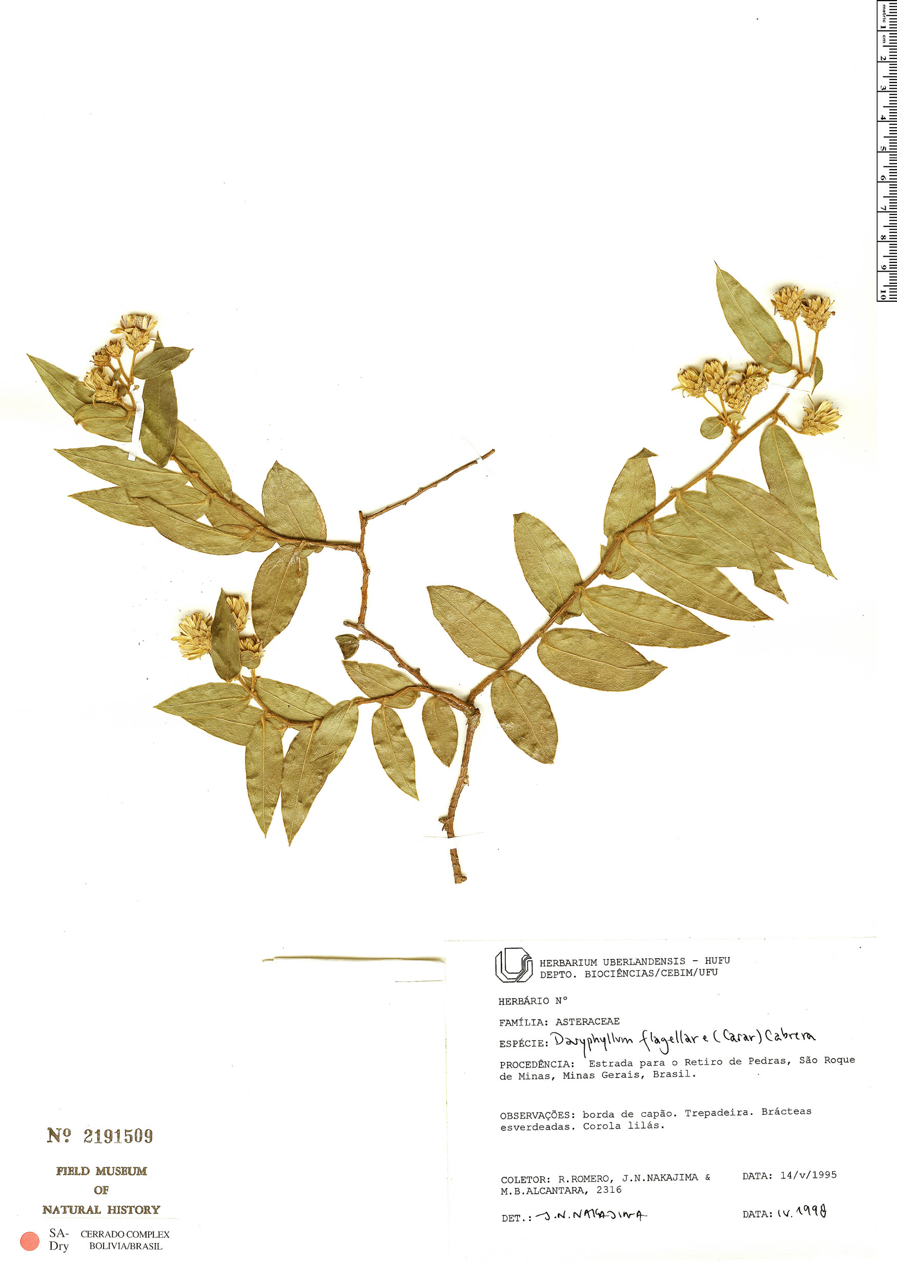 Dasyphyllum flagellare image