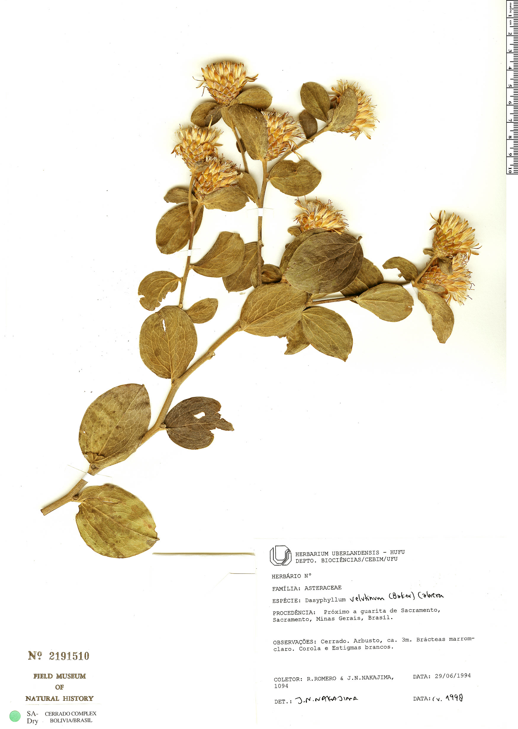 Dasyphyllum velutinum image