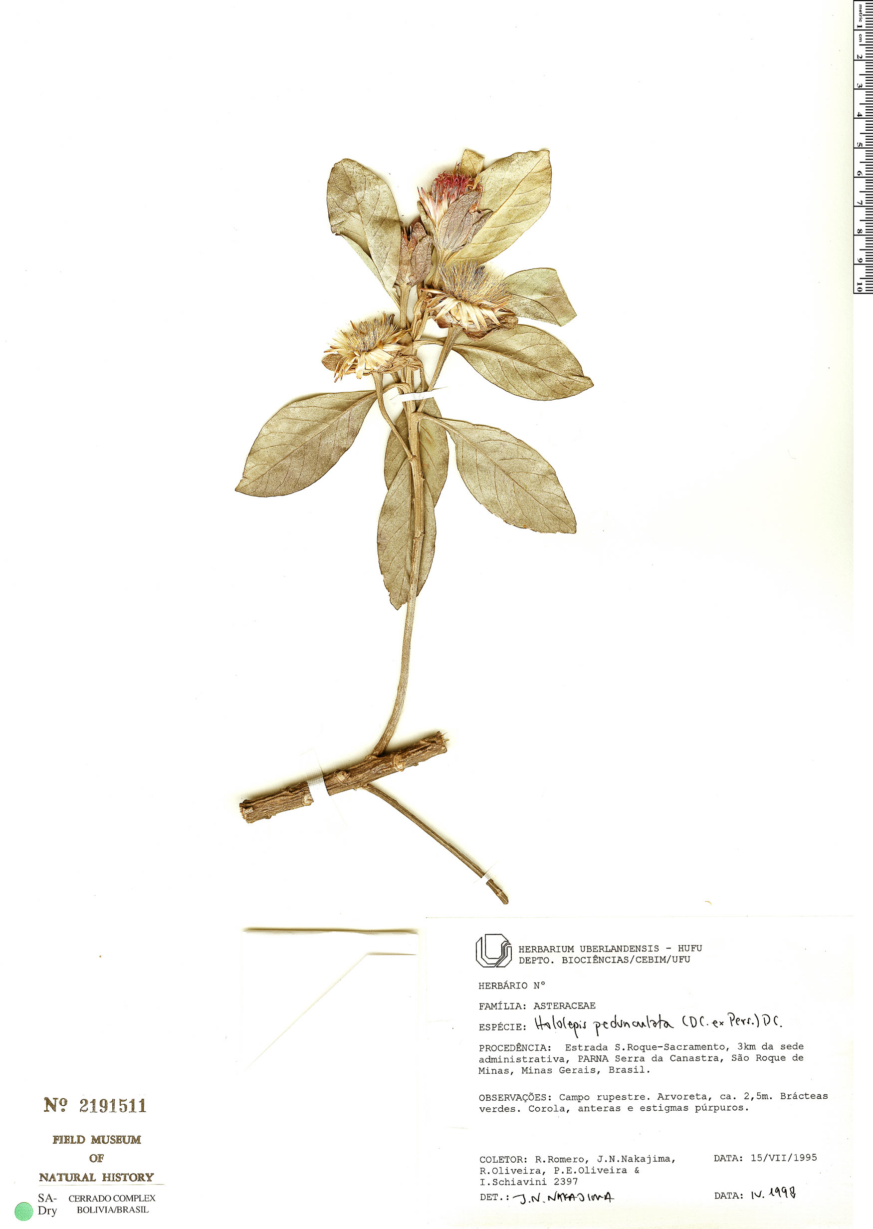 Hololepis pedunculata image
