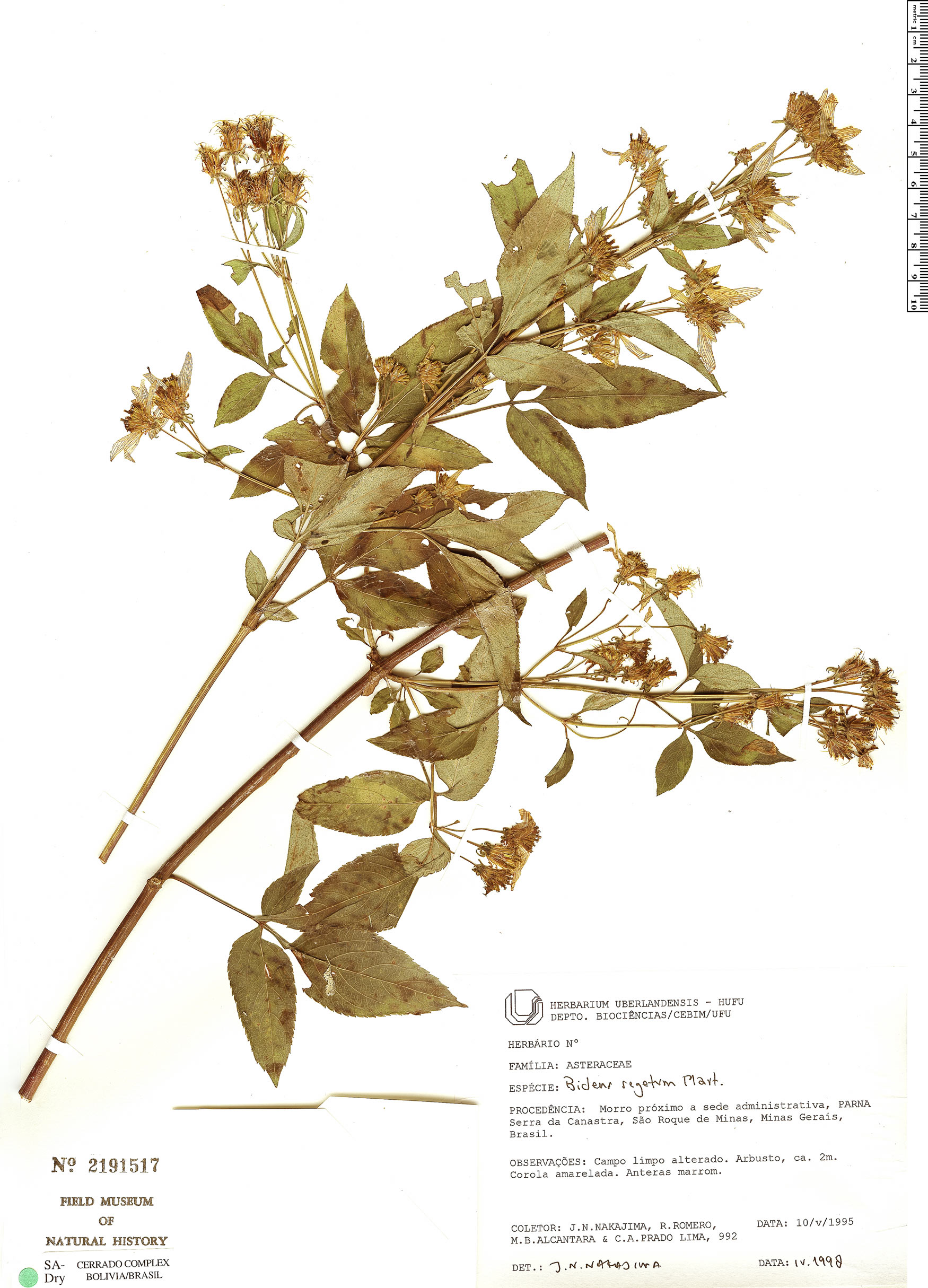 Bidens segetum image