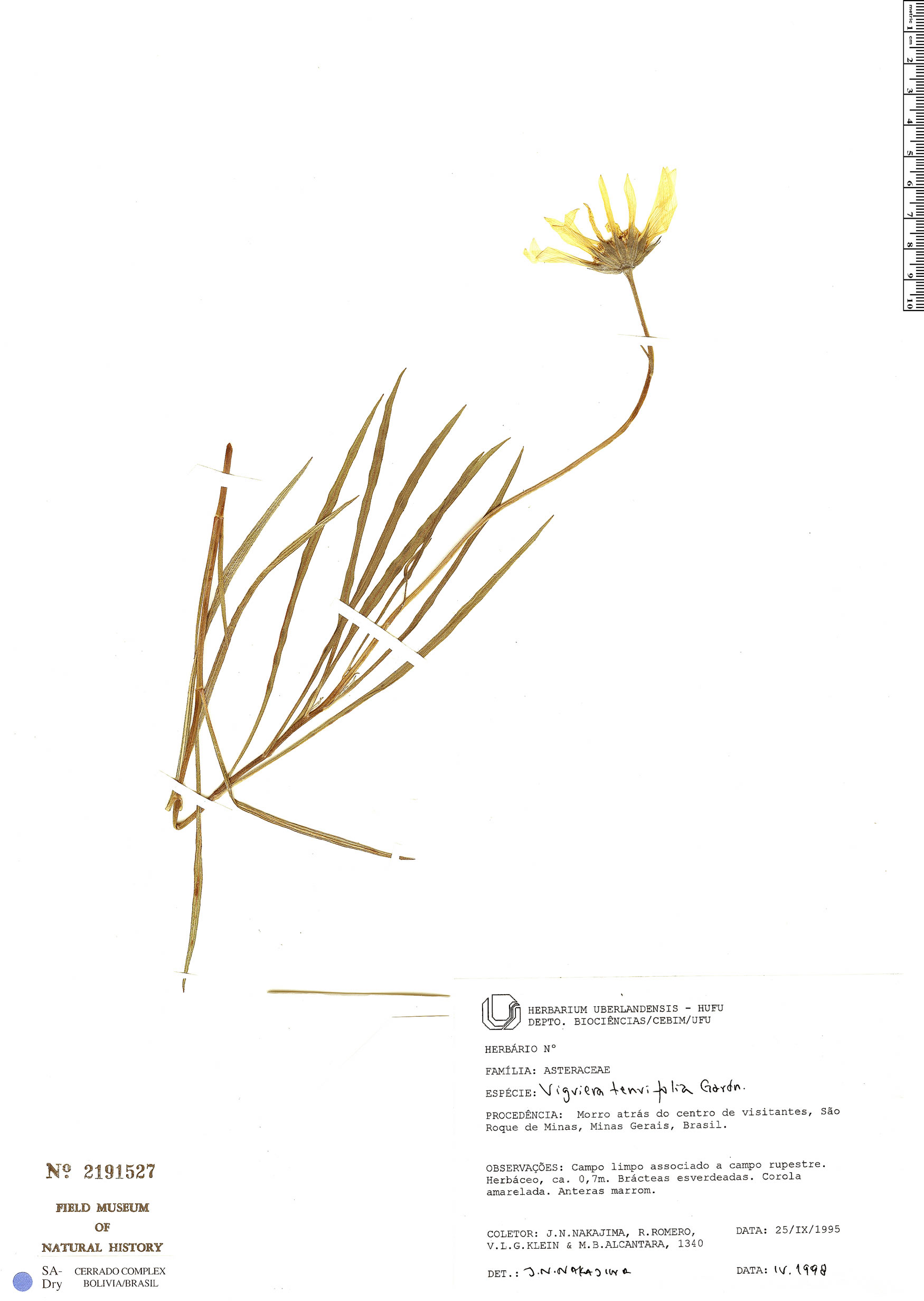 Aldama tenuifolia image