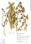 Vernonanthura viscidula image