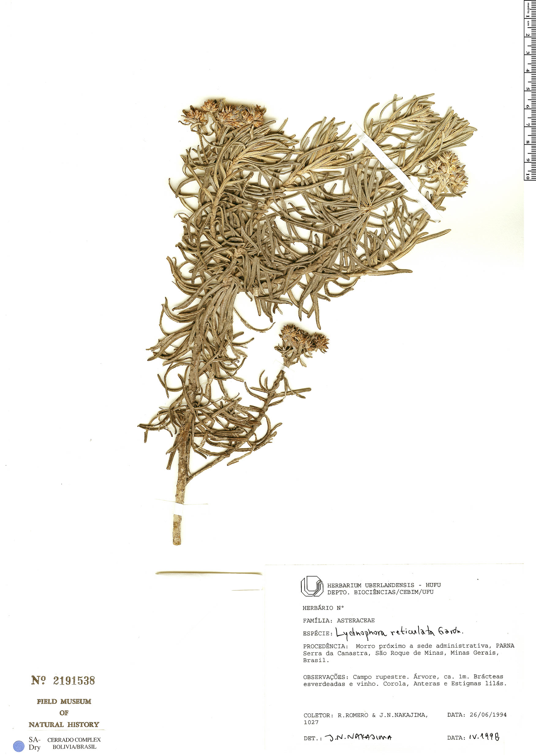 Lychnophora reticulata image