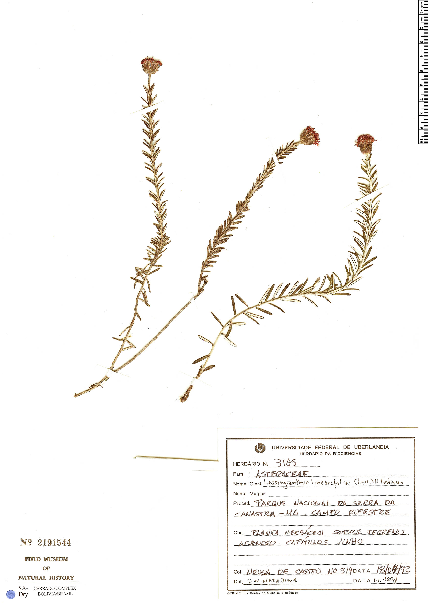 Lessingianthus linearifolius image