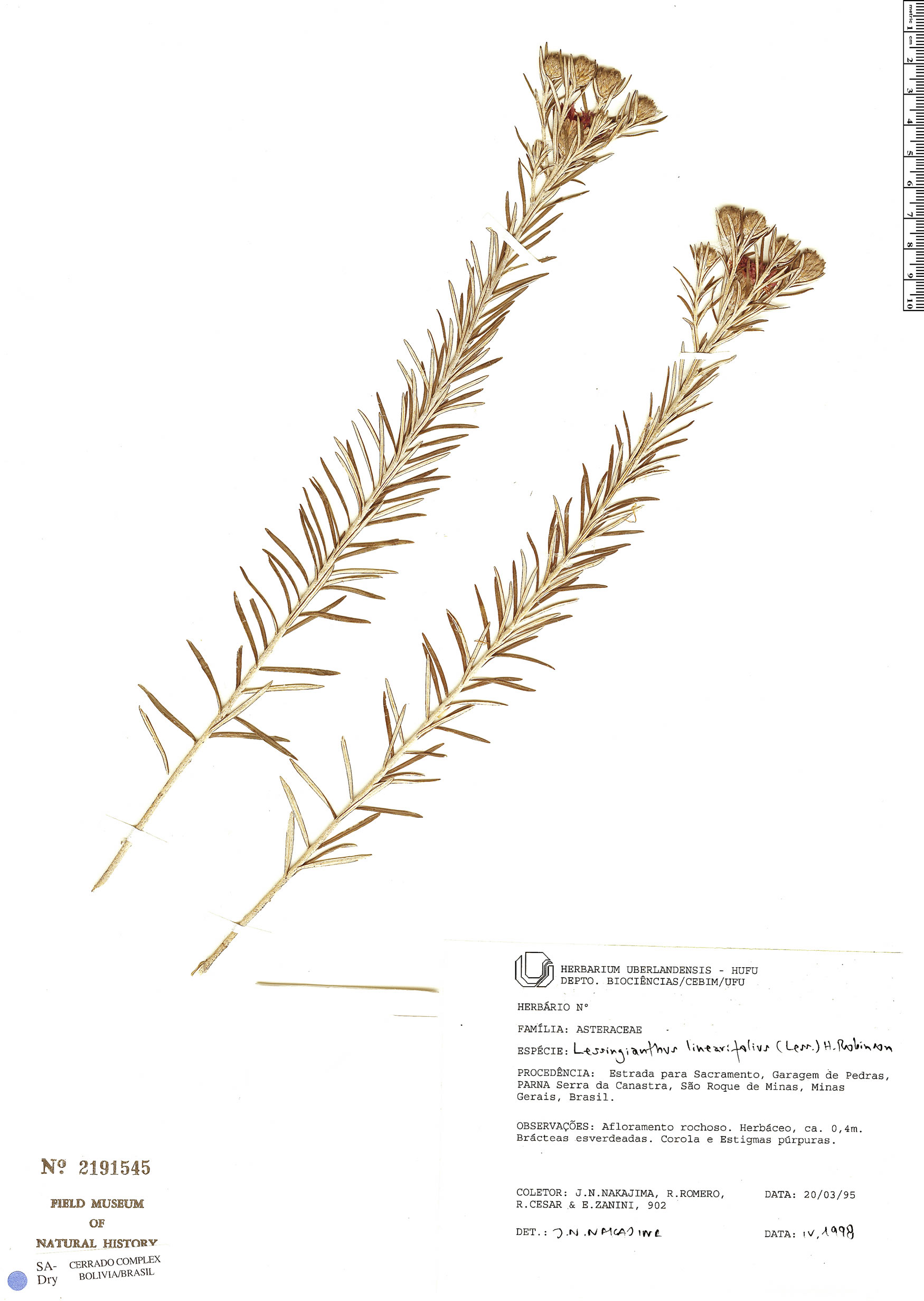 Lessingianthus linearifolius image