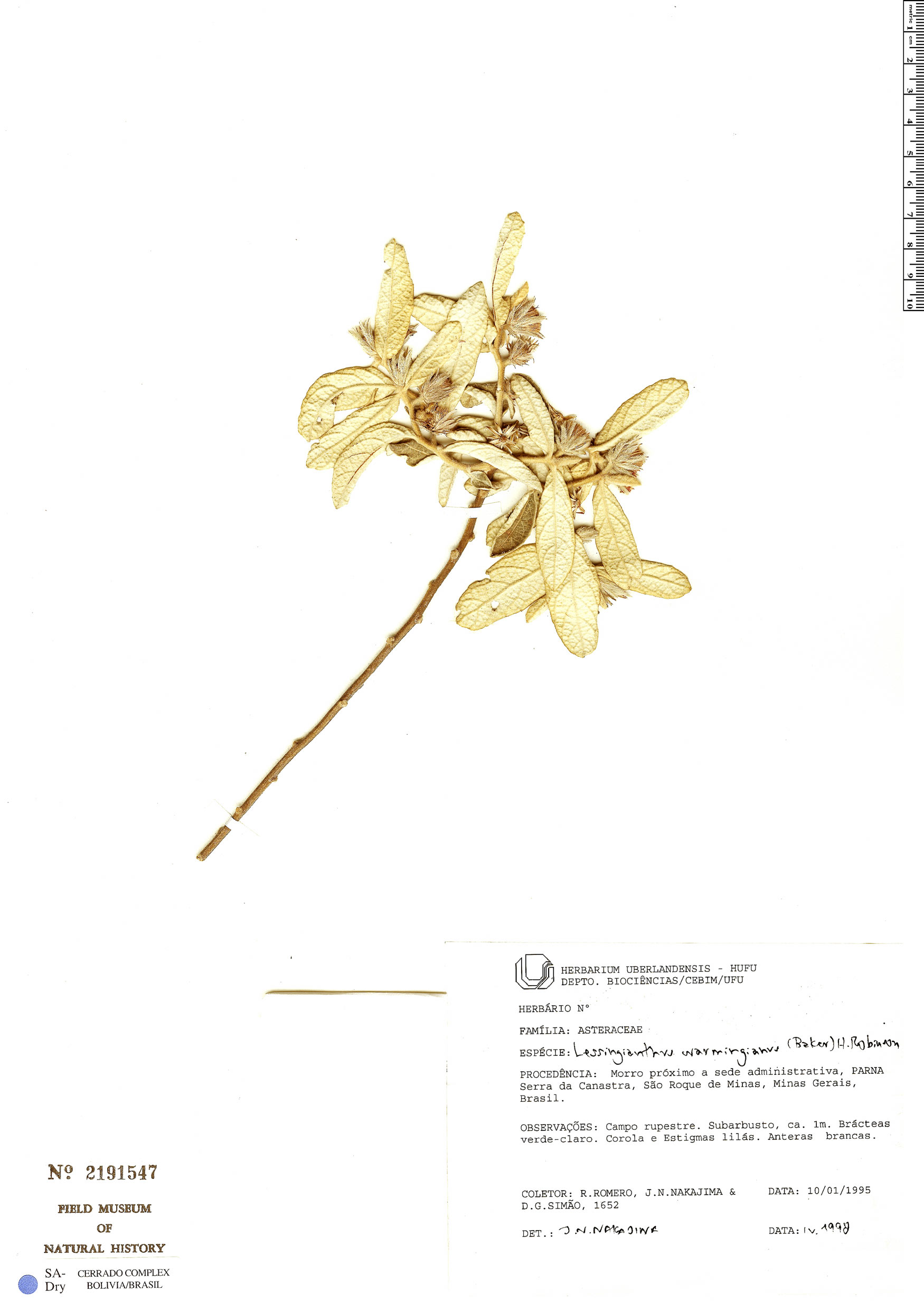 Lessingianthus warmingianus image