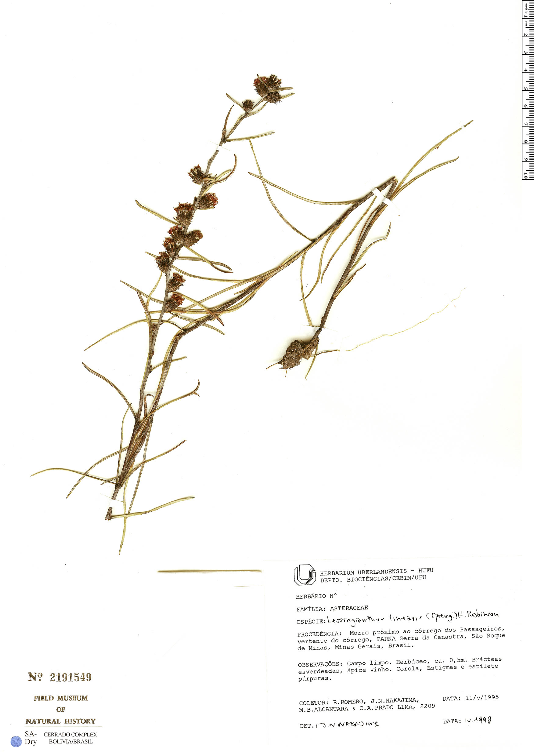 Lessingianthus linearis image
