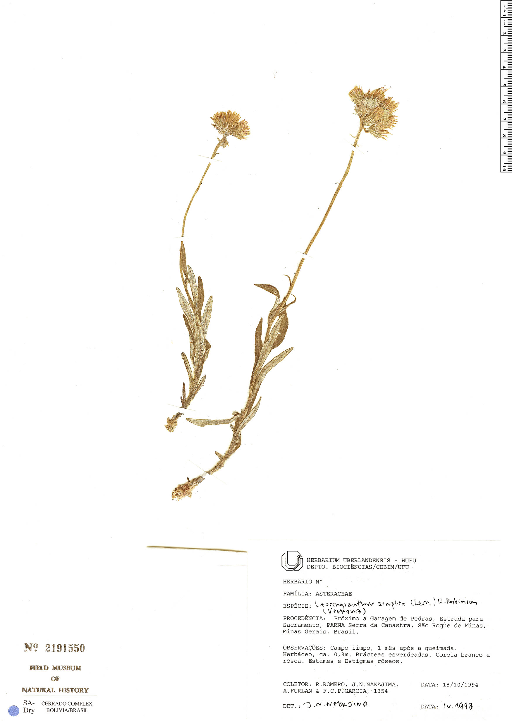 Lessingianthus simplex image