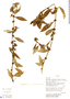 Diodia ocymifolia image