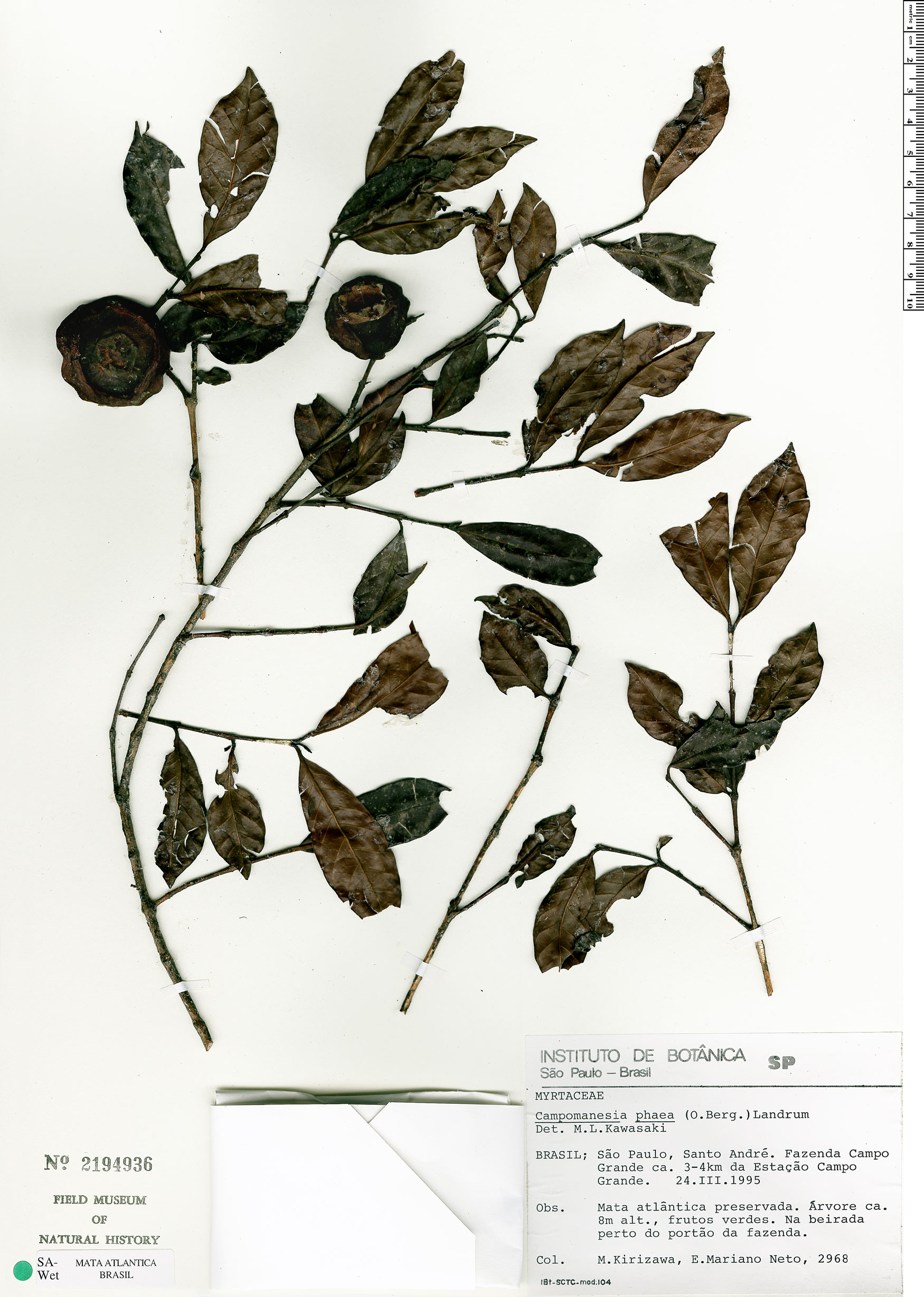 Campomanesia phaea image