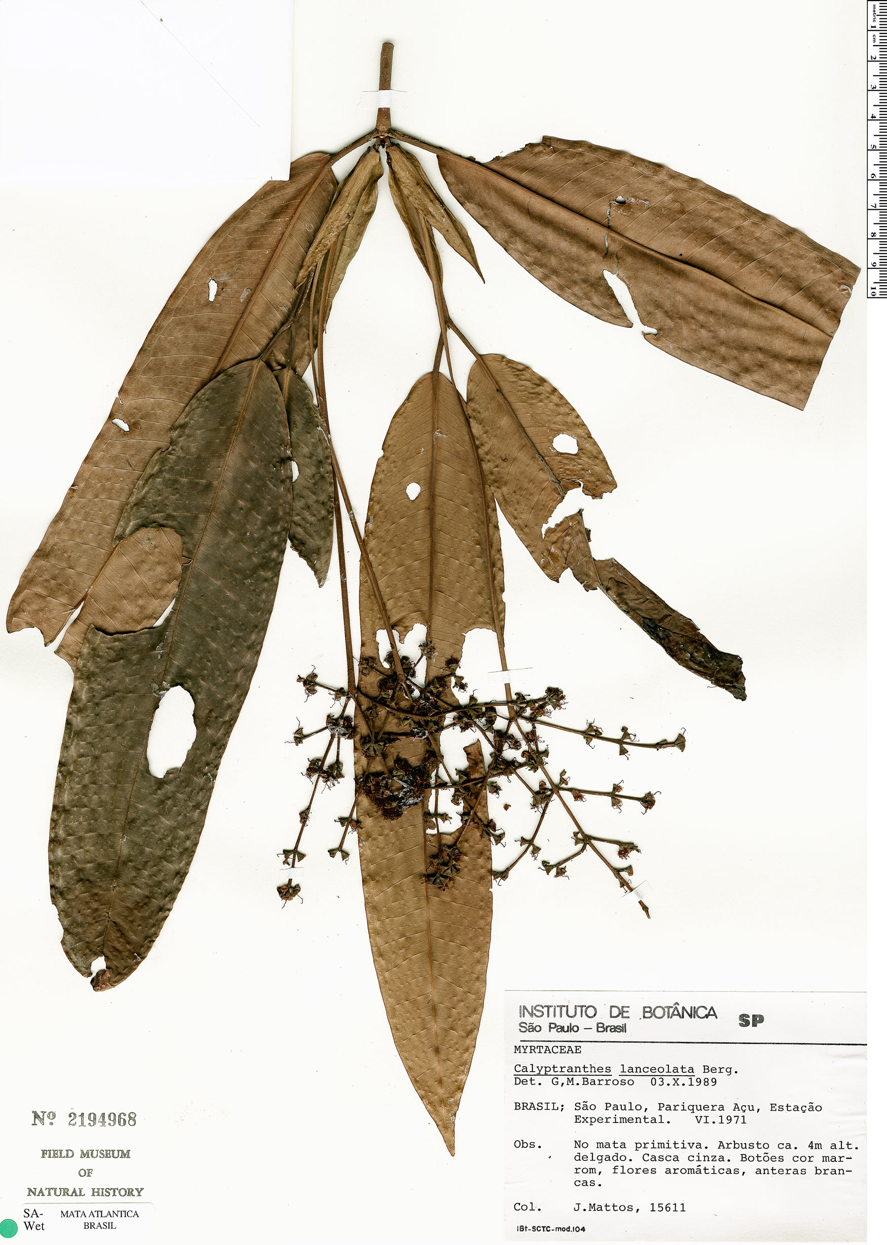 Calyptranthes lanceolata image
