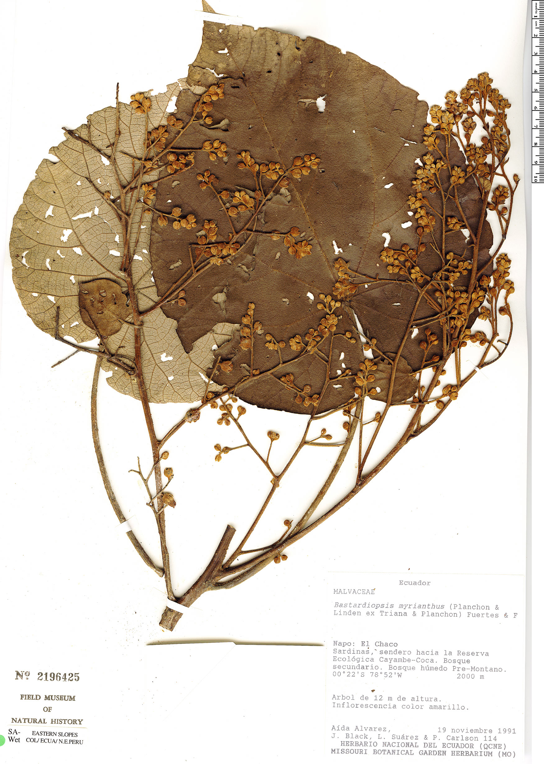 Bastardiopsis myrianthus image
