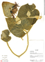Gurania pyrrhocephala image