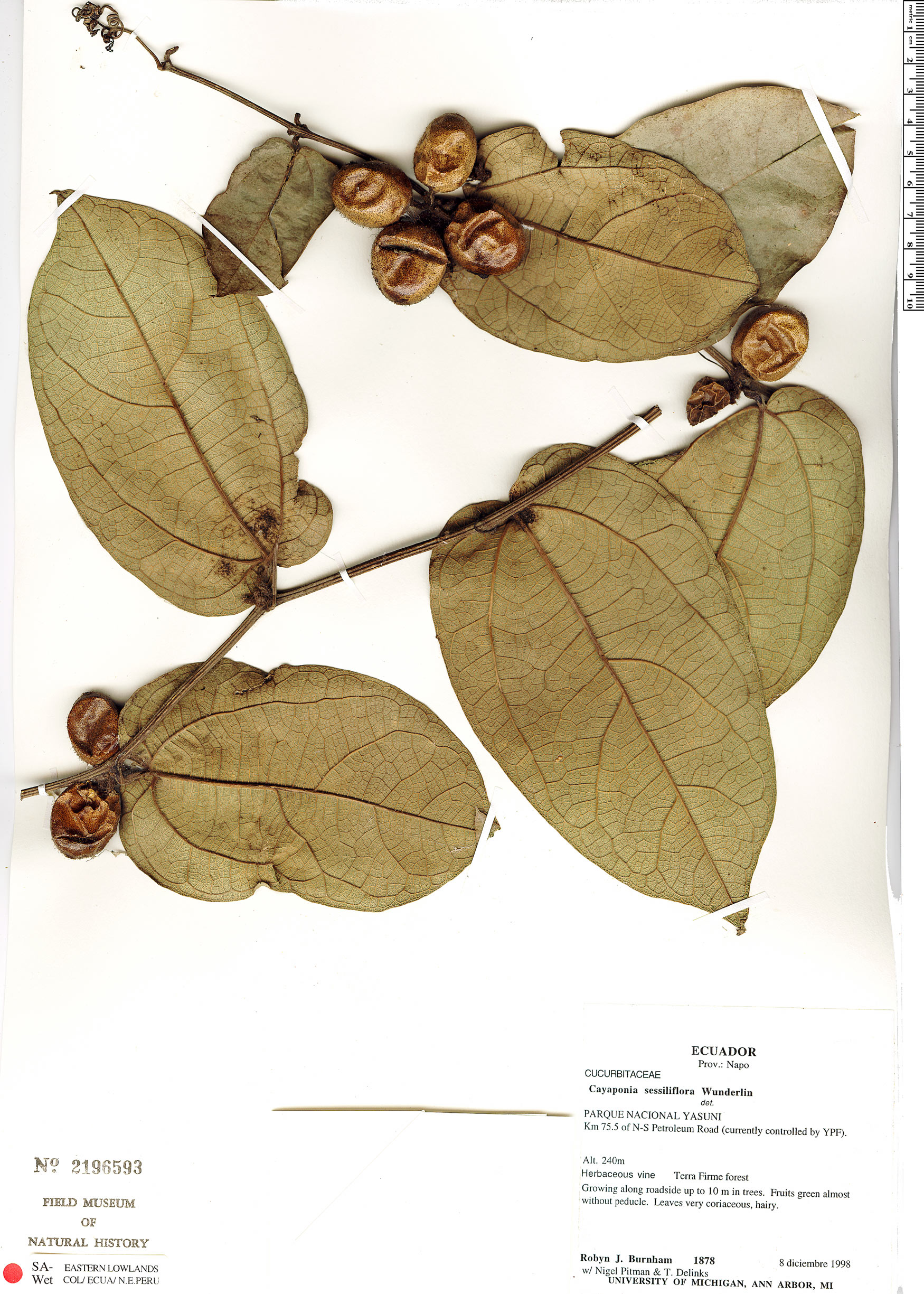 Cayaponia sessiliflora image