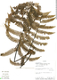 Alsophila paucifolia image