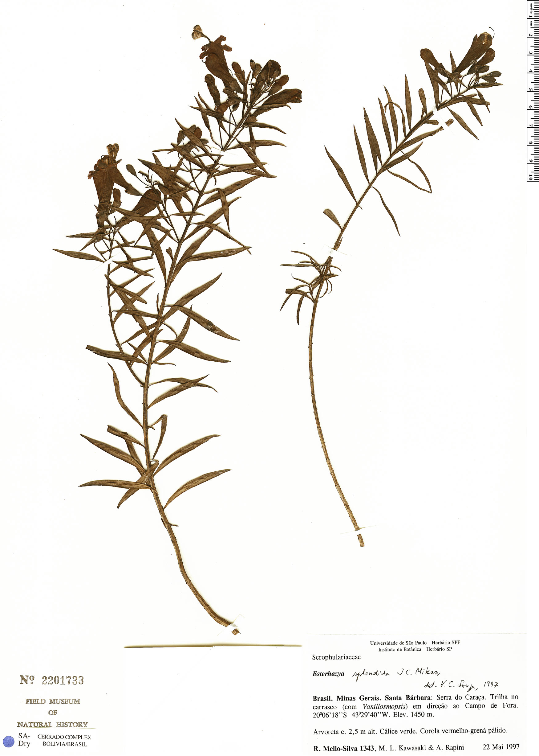 Esterhazya splendida image