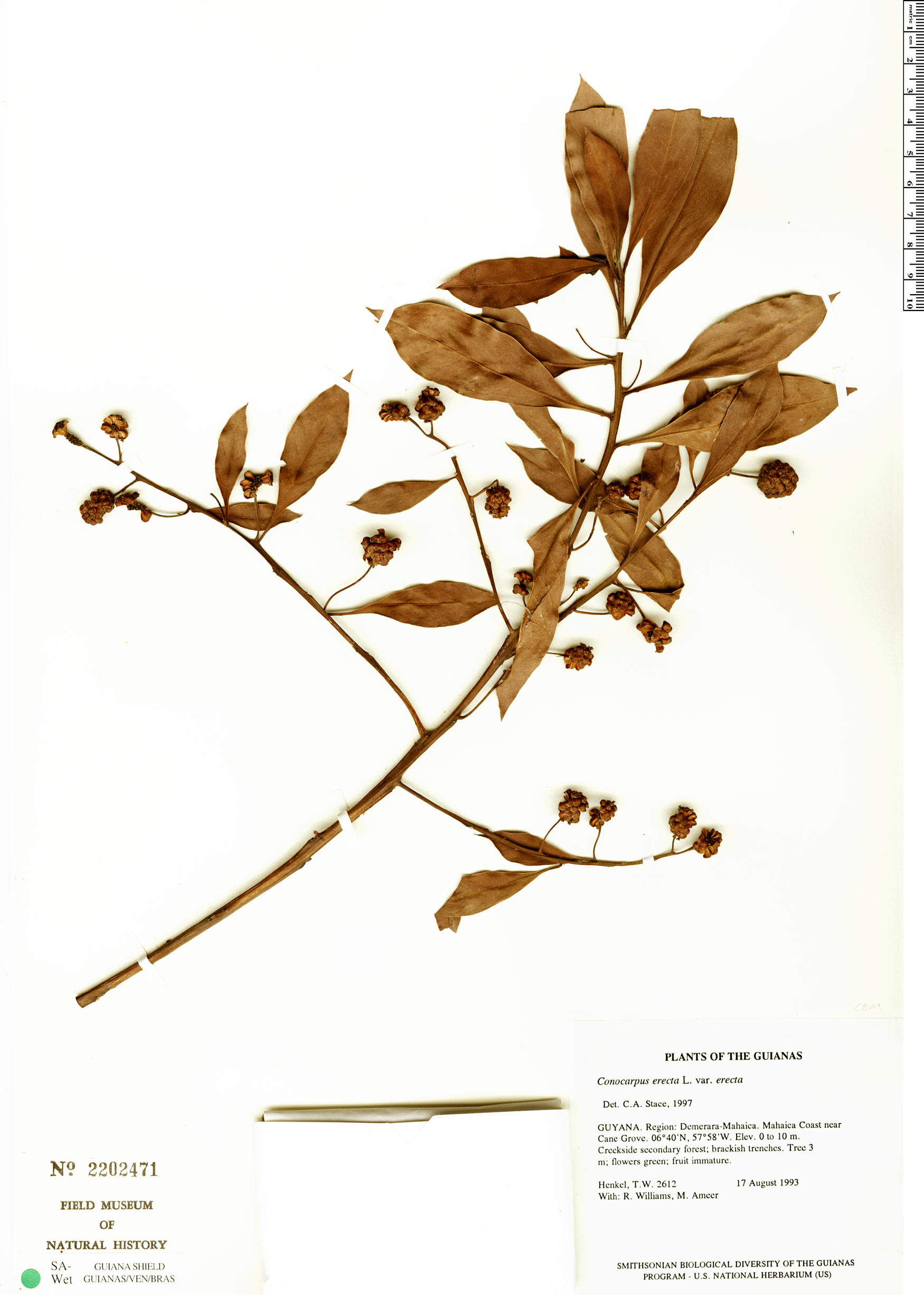 Conocarpus erectus var. erectus image