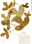 Passiflora juliana image