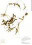 Aristolochia xerophytica image