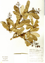 Berberis multiflora image