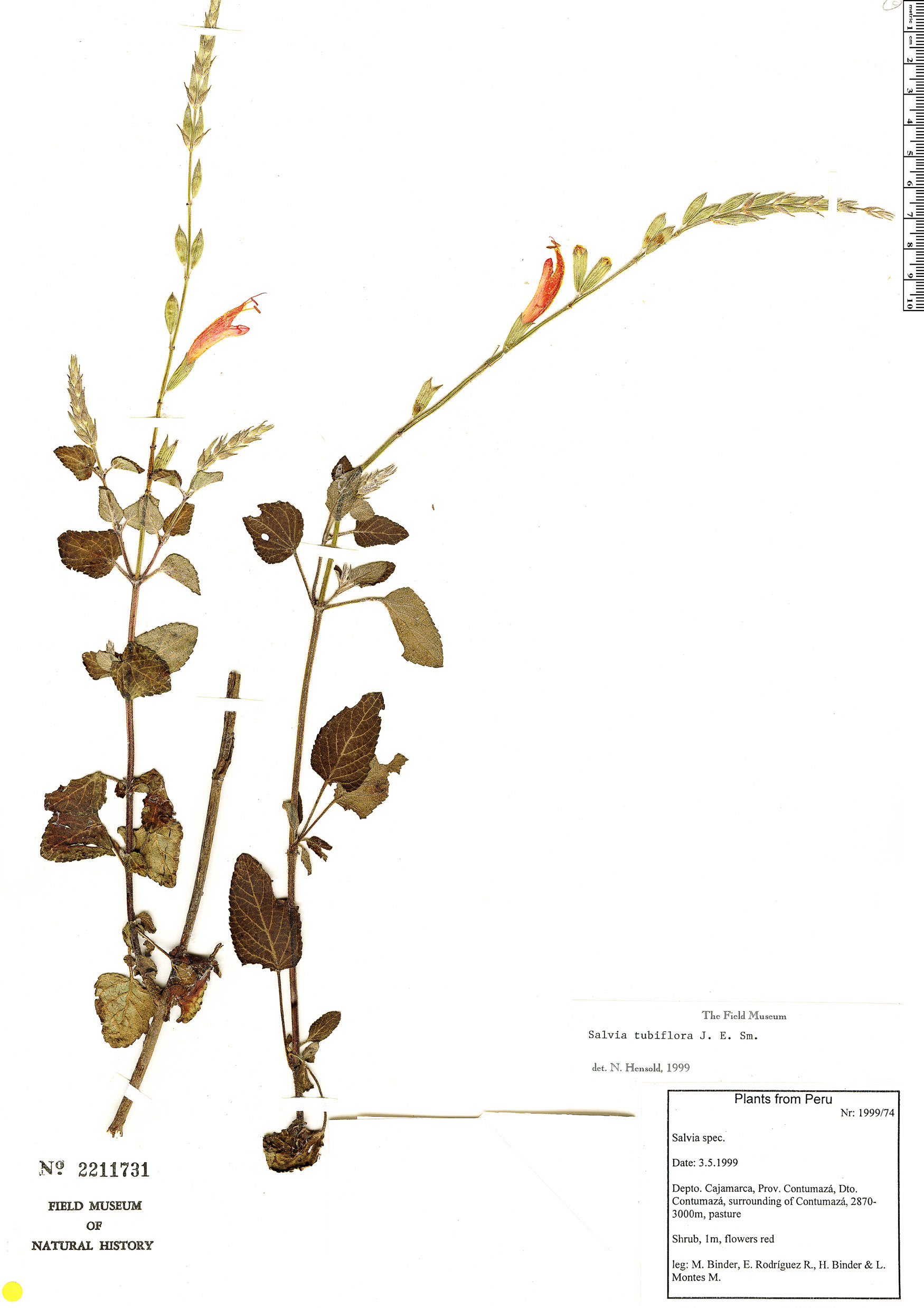 Salvia tubiflora image